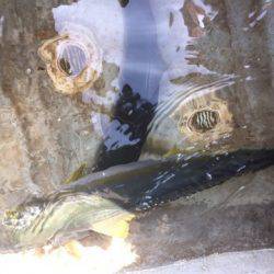 「LaGooN」蒼陽丸 日和号 釣果