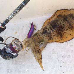 「LaGooN」蒼陽丸 日和号 釣果