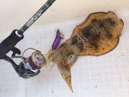 「LaGooN」蒼陽丸 日和号 釣果