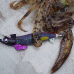 まるいち丸 ZERO-1 釣果