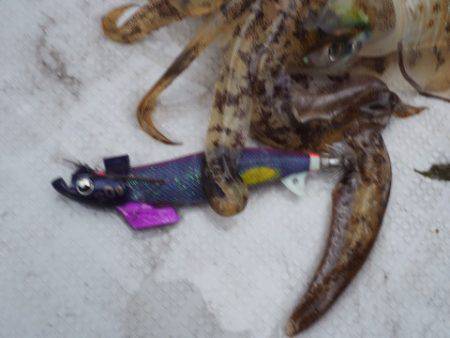 まるいち丸 ZERO-1 釣果