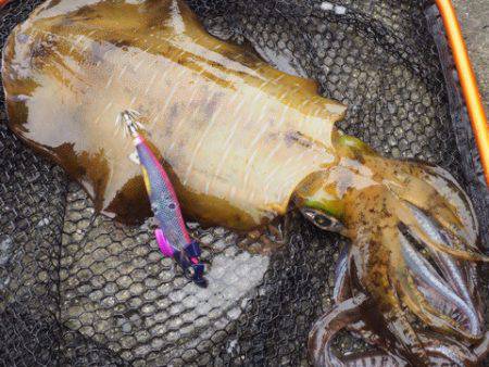 まるいち丸 ZERO-1 釣果