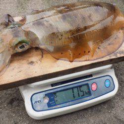 まるいち丸 ZERO-1 釣果