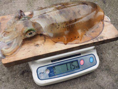 まるいち丸 ZERO-1 釣果