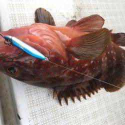 龍神丸(鹿児島) 釣果