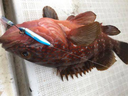 龍神丸(鹿児島) 釣果