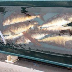 シーランチ 釣果