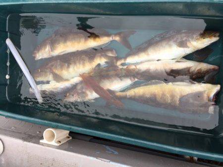 シーランチ 釣果