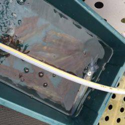 シーランチ 釣果