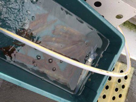 シーランチ 釣果