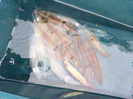 シーランチ 釣果