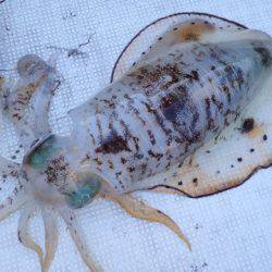 まるいち丸 ZERO-1 釣果