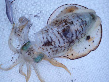 まるいち丸 ZERO-1 釣果