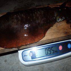 まるいち丸 ZERO-1 釣果