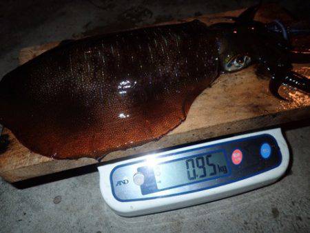 まるいち丸 ZERO-1 釣果