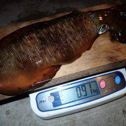 まるいち丸 ZERO-1 釣果