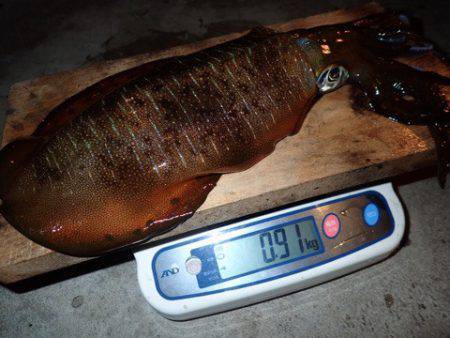 まるいち丸 ZERO-1 釣果