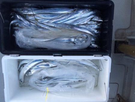 SeaRide(シーライド) 釣果