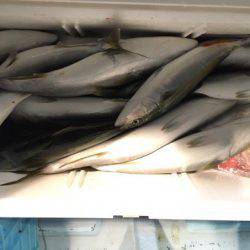 第二八坂丸 釣果