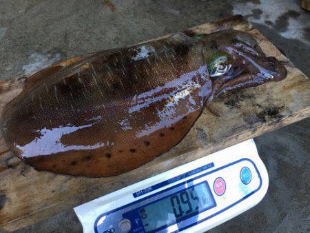 まるいち丸 ZERO-1 釣果