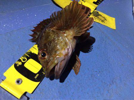 ヤザワ渡船 釣果