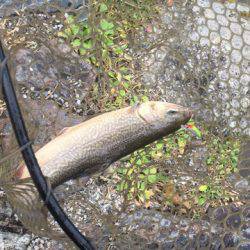 白州トラウトフィッシングエリア　シルフ 釣果