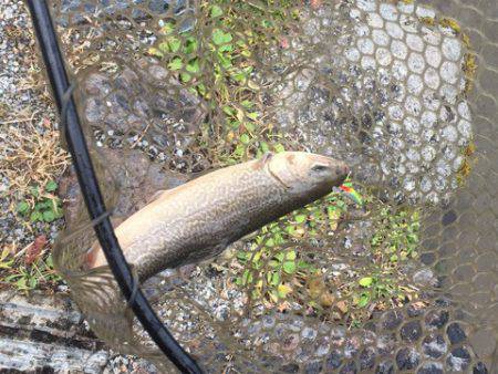 白州トラウトフィッシングエリア　シルフ 釣…