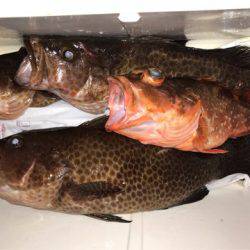 龍神丸(鹿児島) 釣果