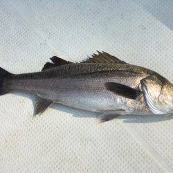 Chase（チェイス） 釣果