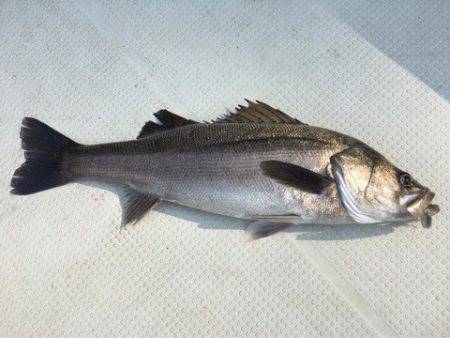 Chase（チェイス） 釣果