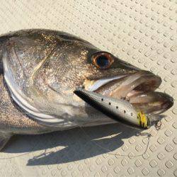 Chase（チェイス） 釣果