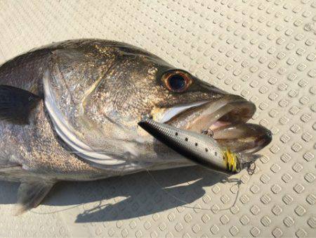 Chase（チェイス） 釣果