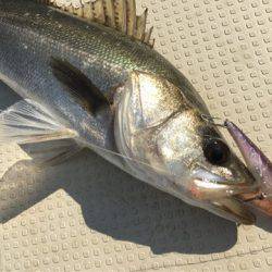 Chase（チェイス） 釣果