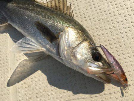 Chase（チェイス） 釣果