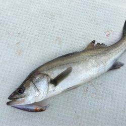 Chase（チェイス） 釣果