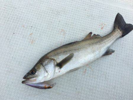 Chase（チェイス） 釣果