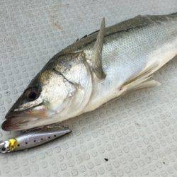 Chase（チェイス） 釣果