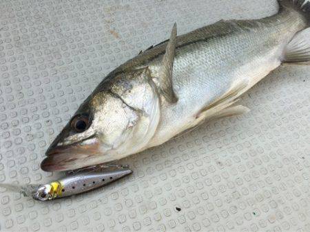 Chase（チェイス） 釣果