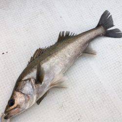 Chase（チェイス） 釣果