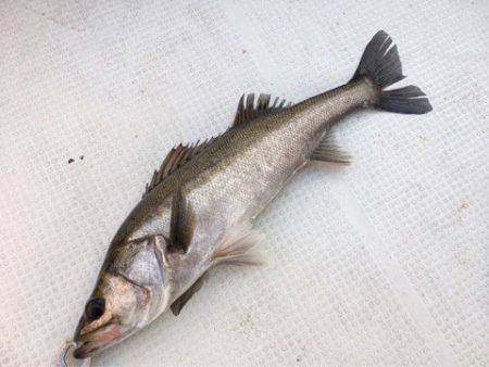 Chase（チェイス） 釣果