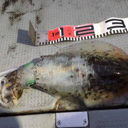 エヌスタイル 釣果