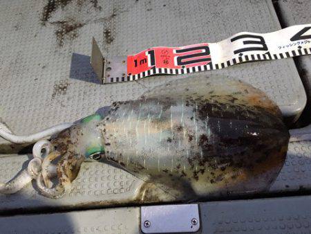 エヌスタイル 釣果