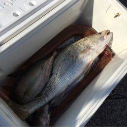 ＴＡＲＯＭＡＲＵ 釣果