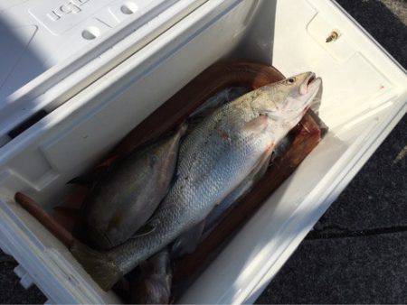 ＴＡＲＯＭＡＲＵ 釣果