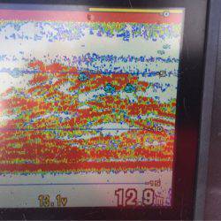 アマテラス 釣果