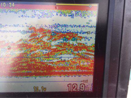 アマテラス 釣果