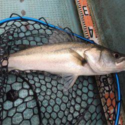 アマテラス 釣果