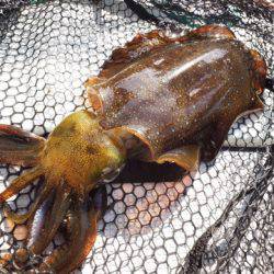 まるいち丸 ZERO-1 釣果