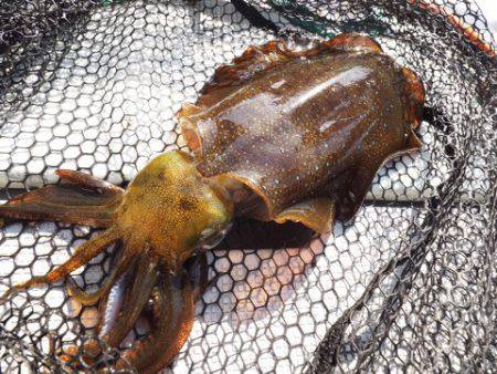 まるいち丸 ZERO-1 釣果