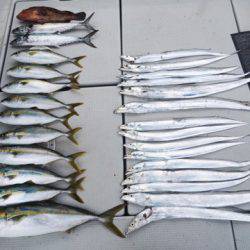 SeaRide(シーライド) 釣果